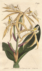 Fringed epidendrum orchid with pale yellow and white flowers. A native of the Americas and West Indies. Epidendrum ciliare