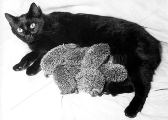 schwarze Katze saeugt sechs Igel