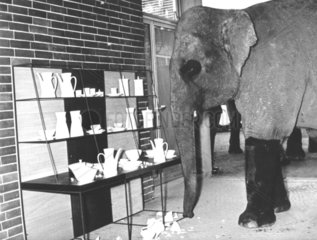 Elefant macht Porzellan kaputt