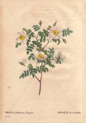 De Candolle's white rose or Rosier de Candolle (Rosa candolleana elegans).