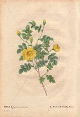 Vivid canary yellow Lutea Maxima rose (Rosa eglanteria luteola). L'Eglantier serin.