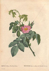 Turpentine-scented downy rose with pink flowers. Rosa villosa variety.