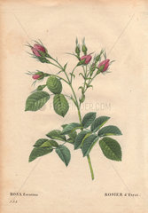 Evrat's rose with crimson buds (Rosa evratina). Rosier duefEvrat.