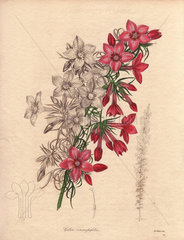 Gilia coronopifolia Scarlet gilia