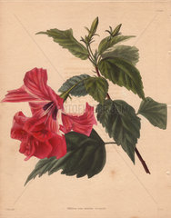 Hibiscus rosa-sinensis Scarlet hibiscus