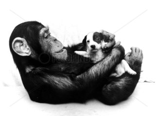 Schimpanse mit jungem Hund