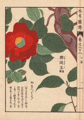 Crimson Japanese camellia Yama tsubaki (mountain camellia) Thea japonica Nois. forma