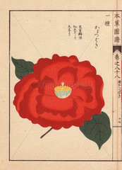Scarlet camellia Kara tsubaki Thea japonica Nois. flore semipleno forma