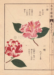 Pink and white camellias Okinonami and Kagoshima Thea japonica Nois. flore semipleno forma