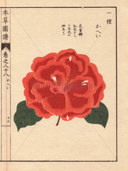 Scarlet camellia Kahei Thea japonica Nois. flore semipleno forma