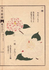 White and pink-flecked camellias Watashi mori and Hinazuru Thea japonica Nois flore semipleno forma