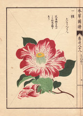 Purple and white camellia Kokinran Thea japonica Nois. forma