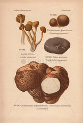Black truffle or truffe (Tuber aestivum  T. melanosporum)  deer truffle (Elaphomyces granulatus)  transylvanian big white truffle (Choiromyces maeandriformis) and jelly babies (Leotia lubrica).