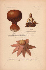 Strange mushrooms: the earthball Scleroderma vulgare var. verrucosum  and the earthstar mushrooms Geaster fornicatus and Geaster hygrometricus.