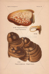 Birch bracket mushroom Polyporus betulinus and Polyporus igniarius.