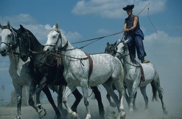 Mann reitet auf vier Pferden
