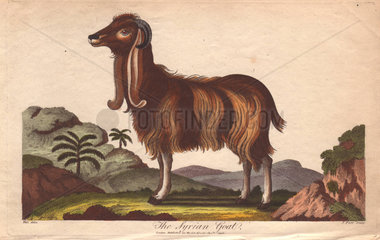 The Syrian Goat Capra hircus