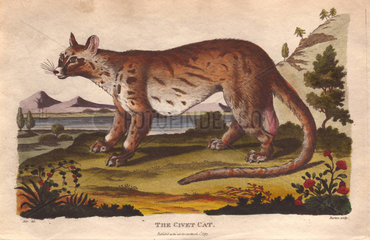 Civet cat Civetticus civetta