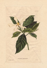 Gardenia angustifolia White gardenia