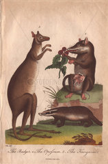 Kangaroo  badger and opossum Macropus giganteus  Meles meles  Didelphis virginiana