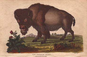 American bison Bison americanus