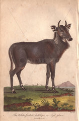 Nilgai (nylghan) or white footed antelope (Boselaphus tragocamelus)