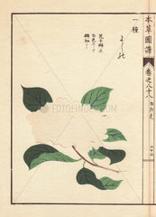 White camellia Yoshino Thea japonica Nois. flore pleno forma