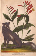 Blue fox Vulpes lagopus