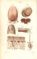 Sections of the breast  tongue  skin and finger