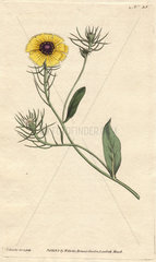 Bearded crepis  or purple-eyed succory hawkweed. Yellow fringed flower with purple eye. Crepis barbata