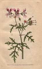 Rasp-leaved geranium with pink and purple flowers. A native of the Cape  South Africa. Geranium radula