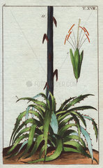 Century plant Agave americana
