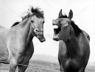 2 Pferde lachen