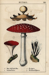 British fungi