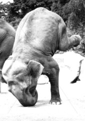 Elefant erprobt den Kopfstand
