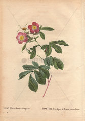 Variegated alpine rose with crimson and white roses. Rosa alpina flore variegato (Rosier des Alpes a' fleurs panacheueLes).