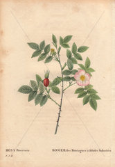 Bidentate Mountain Rose with pink-edge flower and scarlet rosehip (Rosa Biserrata).