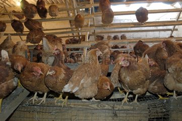 Biologische Huehnerhaltung/Organic poultry-faming/Aviculture écologique