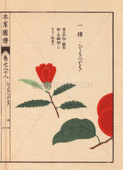 Camellia bud Hiraki tsubaki Thea japonica Nois.