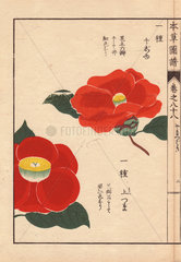Scarlet and yellow Japanese camellias senjyu and kamitsuma Thea japonica Nois. forma (Camellia japonica)