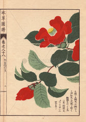 Scarlet Japanese camellias Yama tsubaki (mountain camellias) Thea japonica Nois. forma