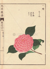 Pink camellia Ogome Thea japonica Nois. flore pleno forma