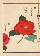 Crimson camellias Shusukasane and Karakureoru Thea japonica Nois flore semipleno forma