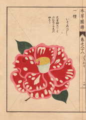 Pink and crimson Japanese camellia and white polka dots Iso arashi Thea japonica Nois. forma