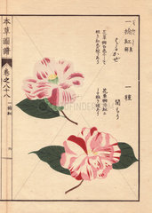 White and pink striped camellias Sarukaze and Sekimori Thea japonica Nois. forma