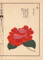 Crimson camellia Susukage Thea japonica Nois flore pleno forma