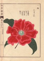 Crimson camellia Tamagure Thea japonica Nois. flore pleno forma