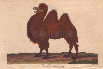 Dromedary camel Camelus dromedarius