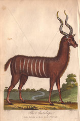 Antelope or impala Aepyceros melampus