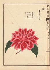 Pink and scarlet camellia Oharichiri Thea japonica Nois. flore pleno forma
